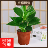 大叶金钻绿公主盆栽植物除甲醛绿植办公室四季常青室内客厅摆放全 【1盆】金钻+基地原盆 含盆高度15-20厘米