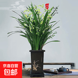 墨兰兰花苗盆栽精品名贵花卉绿植物室内客厅名贵盆景四季好养易活 建兰（高方盆+底托）【10株苗】