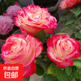 玫瑰花苗老桩绿植物盆栽月季蔷薇老根室内外阳台庭院特大花卉四季 46摩纳哥公爵（老桩苗四季开花）