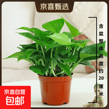【绿萝盆栽】吸甲醛净化空气水培绿植物懒人花卉好养搬家礼物全 【1盆】绿萝+原盆原土 整体含盆高度20-25cm