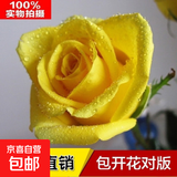 玫瑰花苗老桩绿植物盆栽月季蔷薇老根室内外阳台庭院特大花卉四季 15黄玫瑰（老桩苗四季开花）)