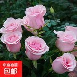 玫瑰花苗老桩绿植物盆栽月季蔷薇老根室内外阳台庭院特大花卉四季 4粉佳人（老桩苗四季开花）