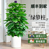 花财主天堂鸟盆栽办公室大型绿植客厅鸭脚木植物家用吸甲醛净化空气好养 绿萝柱1.4-1.5米【圆柱盆】
