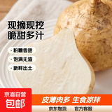 水果凉薯沙地凉薯白地瓜地萝卜皮薄肉多现摘现挖脆甜多汁 水果凉薯3斤