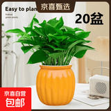 【绿萝盆栽】吸甲醛净化空气水培绿植物懒人花卉好养搬家礼物全 【乔迁新居20盆】绿萝+橙色南瓜盆自吸水 整体含盆高度20-25cm