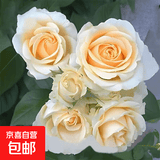玫瑰花苗老桩绿植物盆栽月季蔷薇老根室内外阳台庭院特大花卉四季 18蜜桃雪山（老桩苗四季开花）