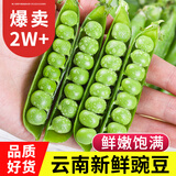 中鲜生 云南新鲜豌豆 甜豌豆新鲜蔬菜现摘豆角 净重4.5斤【好划算】鲜嫩饱满