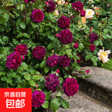 玫瑰花苗老桩绿植物盆栽月季蔷薇老根室内外阳台庭院特大花卉四季 55黑伍德（老桩爬藤苗四季开花）