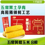 十月稻田 五常黄糯玉米 8根 3.52斤 东北甜粘玉米棒 真空包装 杂粮礼盒