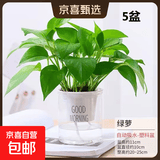 【绿萝盆栽】吸甲醛净化空气水培绿植物懒人花卉好养搬家礼物全 【客厅摆放5盆】绿萝+早安吸水盆 整体含盆高度20-25cm