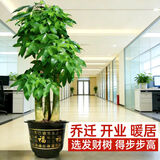 七叶岛 步步高发财树盆栽乔迁开业绿植大盆黑金刚橡皮树放客厅植物摆件 【精品级】1.8-2米步步高发财树 福字树脂盆