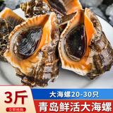 海宏盈【活鲜】 青岛大海螺鲜活 1500g 海鲜贝类生鲜 中规格共20-30只 1500g
