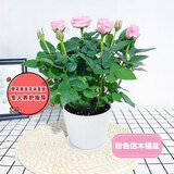 锦枫（jinfeng）玫瑰花盆栽 大盆带花苞室内好养的花卉观花植物绿植苗 粉色玫瑰(白色仿木桶盆) 含盆