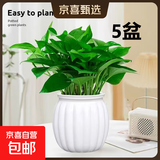 【绿萝盆栽】吸甲醛净化空气水培绿植物懒人花卉好养搬家礼物全 【热销5盆】绿萝+白色南瓜盆自吸水 整体含盆高度20-25cm