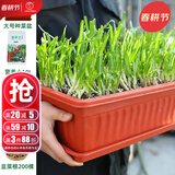 大禹韭菜根苗新根紫红根大叶韮菜移栽根种子四季寿光本地老品种蔬菜 200棵紫根韭菜根盆栽套餐大盆