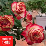 玫瑰花苗老桩绿植物盆栽月季蔷薇老根室内外阳台庭院特大花卉四季 43苹果杰克（老桩苗四季开花）