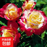 玫瑰花苗老桩绿植物盆栽月季蔷薇老根室内外阳台庭院特大花卉四季 (9红双喜（老桩苗四季开花）