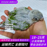 豪蚨雏鸟鹦鹉活体幼鸟手养鸟说话鸟半毛虎皮牡丹玄风鸟小太阳雏鸟豪蚨 肉桂小太阳雏鸟1只