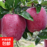 【精选】正宗甘肃花牛苹果新鲜红蛇果脆甜粉糯两吃5斤高档礼盒装 带箱5斤净重4.5斤80-85mm 脆甜粉糯一果两吃