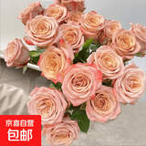 玫瑰花苗老桩绿植物盆栽月季蔷薇老根室内外阳台庭院特大花卉四季 37卡布奇诺（老桩苗四季开花）