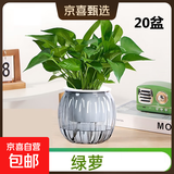 【绿萝盆栽】吸甲醛净化空气水培绿植物懒人花卉好养搬家礼物全 【办公室绿化20盆】绿萝+灰色南瓜盆自吸水 整体含盆高度20-25cm