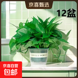 【绿萝盆栽】吸甲醛净化空气水培绿植物懒人花卉好养搬家礼物全 【12盆】180绿萝+绿色加仑盆自吸水 整体含盆高度20-25cm