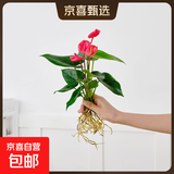 懒人水培绿植九里香绿萝文竹室内易养净化空气花卉盆栽植物花卉 红掌1颗【不含盆】土培水培皆可15-20cm
