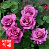玫瑰花苗老桩绿植物盆栽月季蔷薇老根室内外阳台庭院特大花卉四季 21紫玫瑰（老桩苗四季开花）