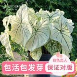 海蒂的花园彩叶芋种球球根观叶植物盆栽室内办公桌面植物易活好养绿植盆栽 彩叶芋球根白色恋人【直径2-3cm】【种球】