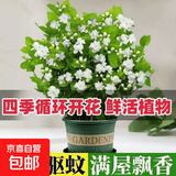 浓香型茉莉花大棵特大号老桩虎头茉莉矮桩室内庭院阳台四季开花 茉莉 1颗 送肥 新手好养