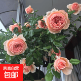 玫瑰花苗老桩绿植物盆栽月季蔷薇老根室内外阳台庭院特大花卉四季 39真宙（老桩苗四季开花）