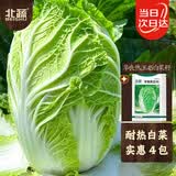 北蔬夏阳大白菜种子抗热耐高温春季蔬菜籽 华良热王45白菜种子5gx4包