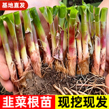 大禹韭菜根苗新根紫红根大叶韮菜移栽根种子四季寿光本地老品种蔬菜 紫红根宽叶韭菜根苗800棵+肥 紫色不明显