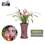 劉閣蘭花四季兰花苗中华红 夏带浓香花苞出售内带多个好养花卉盆栽 紫薇粉荷5苗连体裸根送肥