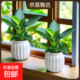 特价大叶金钻绿公主盆栽植物除甲醛绿植办公室四季常青室内摆放2 【拍一发二】金钻+白南瓜吸水盆 含盆高度15-20厘米