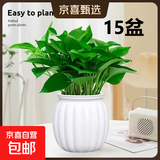 【绿萝盆栽】吸甲醛净化空气水培绿植物懒人花卉好养搬家礼物全 【开业吸甲醇15盆】绿萝+白色南瓜盆自吸水 整体含盆高度20-25cm