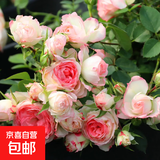 玫瑰花苗老桩绿植物盆栽月季蔷薇老根室内外阳台庭院特大花卉四季 7粉黛（老桩苗四季开花）