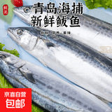 新鲜捕捞青岛大鲅鱼蓝点马鲛鱼渤海燕尾鲐鲅鱼净重无冰衣 5斤【5条装】