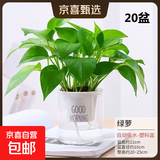 【绿萝盆栽】吸甲醛净化空气水培绿植物懒人花卉好养搬家礼物全 【公司美观20盆】绿萝+早安吸水盆 整体含盆高度20-25cm