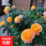 玫瑰花苗老桩绿植物盆栽月季蔷薇老根室内外阳台庭院特大花卉四季 6果汁阳台（老桩苗四季开花）