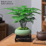 花翁文竹盆栽绿植物室内客厅中式禅意盆景办公室摆件高端花卉源头直发
