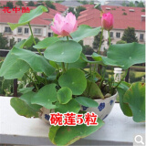 花中酷 四季种易活套餐室内阳台盆栽绿植物庭院花卉花草种子.太阳花种子 碗莲5粒