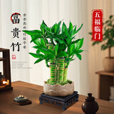 花行榜风水富贵竹植物客厅招财盆栽中式盆景转运竹子室内绿植源头直发