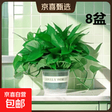 【绿萝盆栽】吸甲醛净化空气水培绿植物懒人花卉好养搬家礼物全 【8盆】180绿萝+绿色加仑盆自吸水 整体含盆高度20-25cm