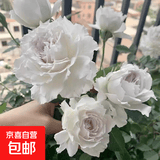 玫瑰花苗老桩绿植物盆栽月季蔷薇老根室内外阳台庭院特大花卉四季 29大天使（老桩苗四季开花）