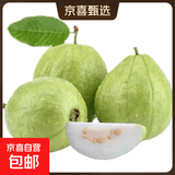 白心芭乐新鲜软糯番石榴低卡轻食可榨汁启鸿 白心芭乐 净重4.5斤 单果100g+