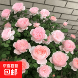 玫瑰花苗老桩绿植物盆栽月季蔷薇老根室内外阳台庭院特大花卉四季 19瑞典女王（老桩苗四季开花）
