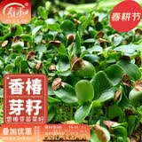 寿禾 芽菜种子萝卜四季春夏季四季无土水培蔬菜豌豆芽 香椿芽苗菜种子30g（较难种植）