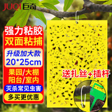 巨奇粘虫板黄板双面诱虫板粘苍蝇贴灭蚊贴果蝇飞蛾小飞虫诱捕器50片装