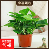 【绿萝盆栽】吸甲醛净化空气水培绿植物懒人花卉好养搬家礼物全 【实惠2盆】绿萝+原盆原土 整体含盆高度20-25cm